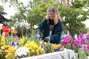 woman trims tulips in an outdoor flower bed